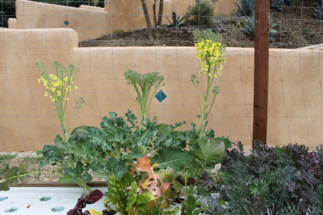 broccoli post harvest, small flowers going to seed for the next generation